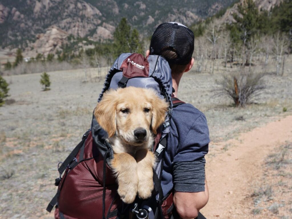 backpacking with dog
