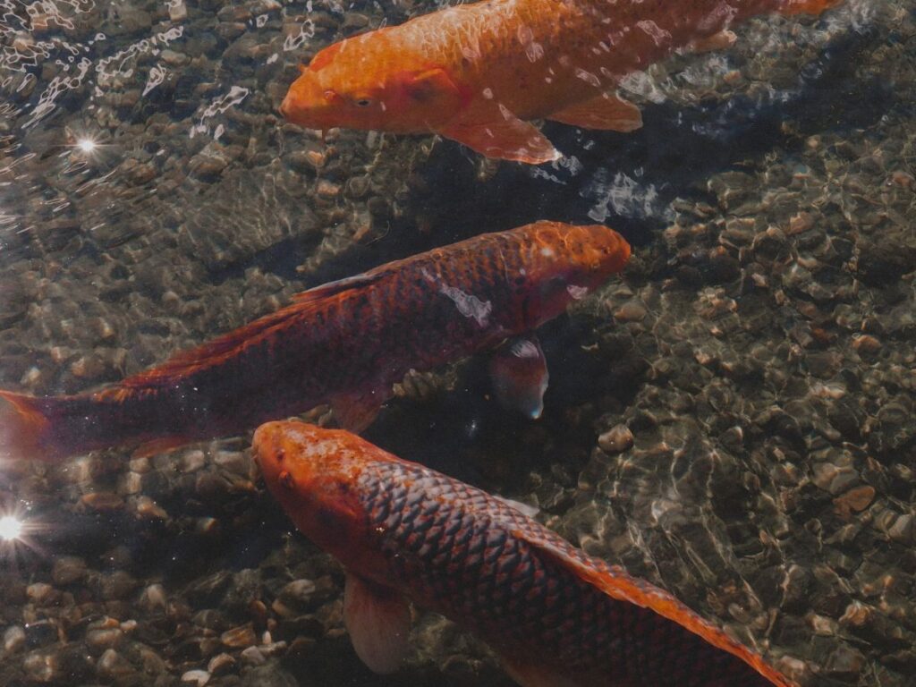fishes types