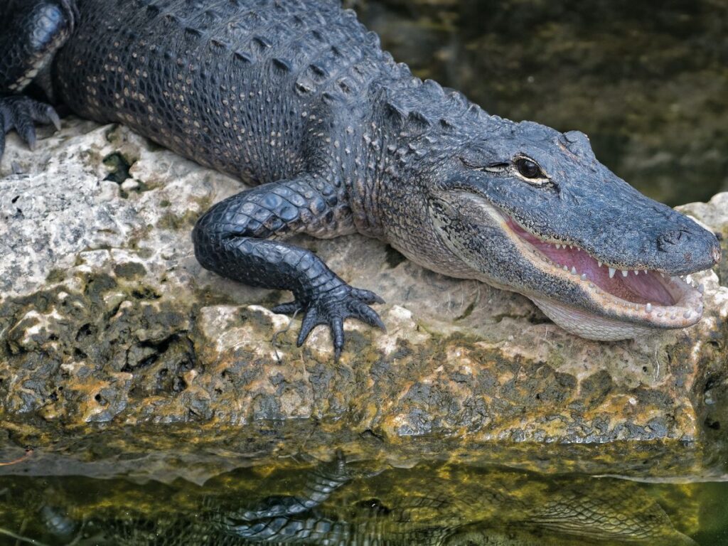 alligator in park