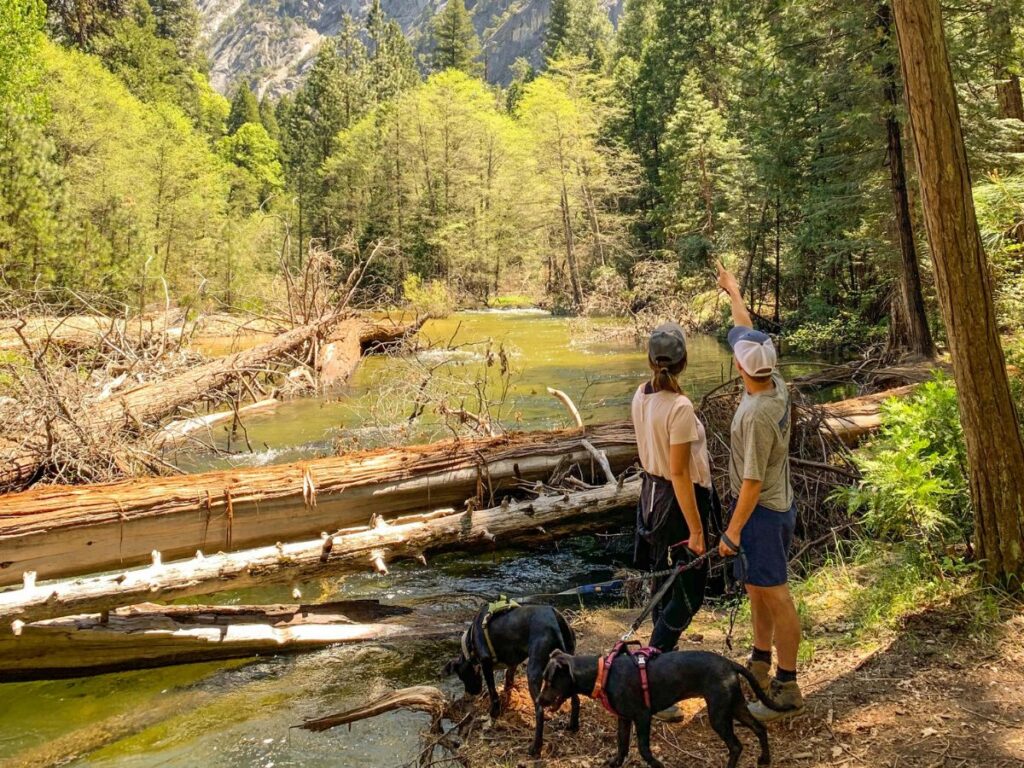 couple looking at the trail with their pet dogs